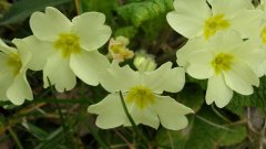 Primroses