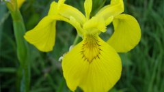 Yellow Flag Iris