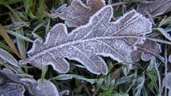 Frosted Oak Leaf