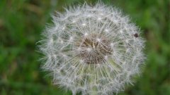 Dandelion Clock