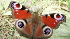 Peacock Butterfly